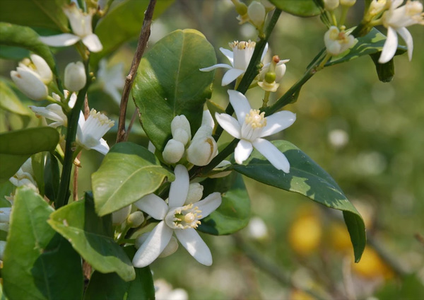 La leggenda dei fiori d’Arancio