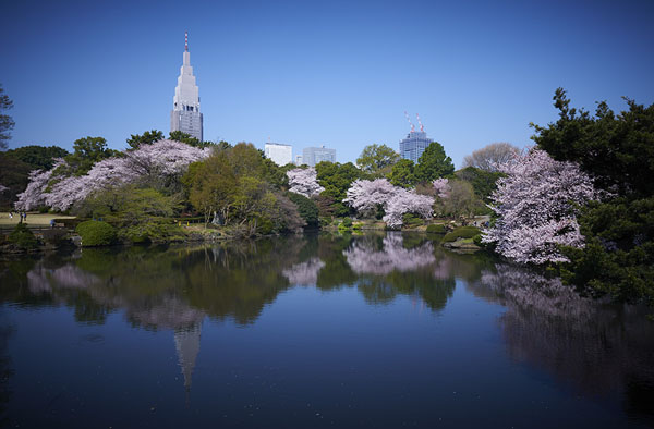 Tre indirizzi insoliti per ammirare la fioritura dei ciliegi a Tokyo
