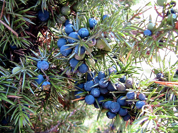 Concentrato liquido “Armonizzato” di Ginepro