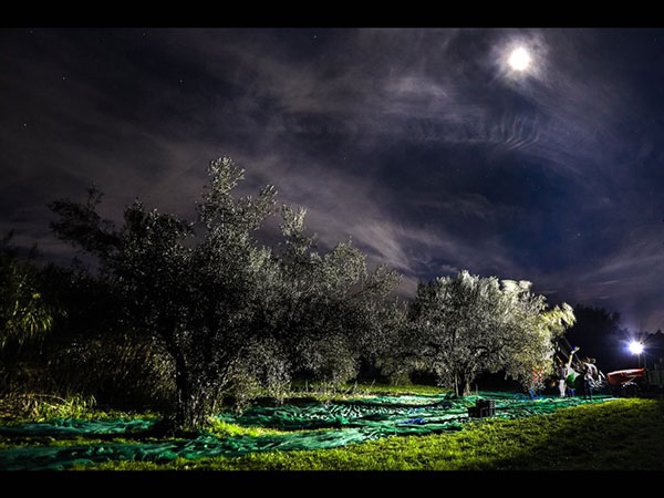 Tuscia: La storia del recupero di oliveti abbandonati   dà vita a un Olio “…diNotte”