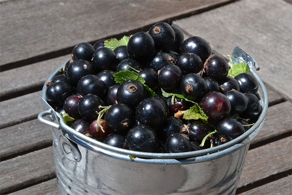 Ribes nero e le sue proprietà