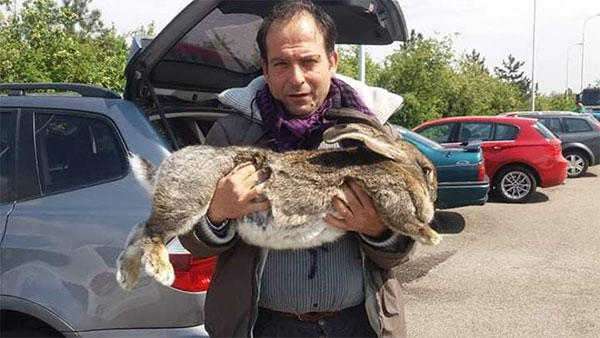 Giosuè’: il coniglio più grande del mondo