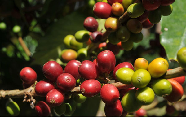 Il Perù seguendo il profumo di caffè: un percorso per risvegliare i cinque sensi