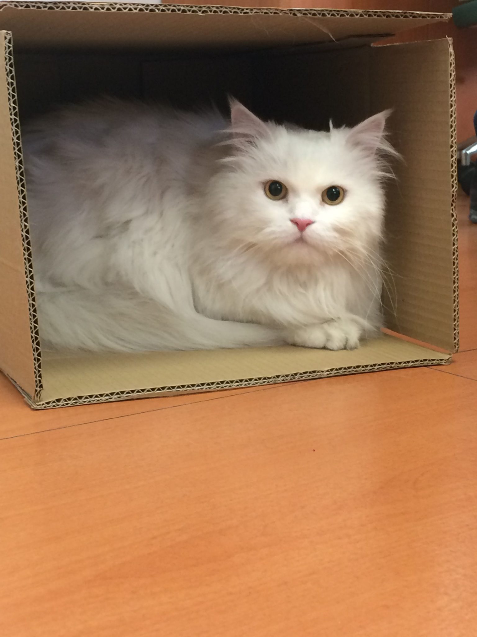 Giornata internazionale del gatto- Stop al riciclo delle scatole di cartone
