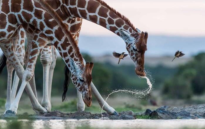 Sophie la Girafe- Festeggia l’iniziativa per la tutela delle giraffe