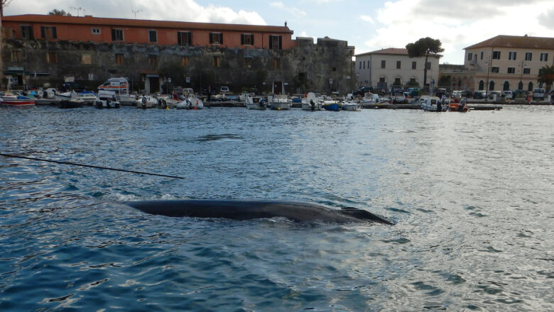 Il passaggio delle balene a Capo Sant’Andrea