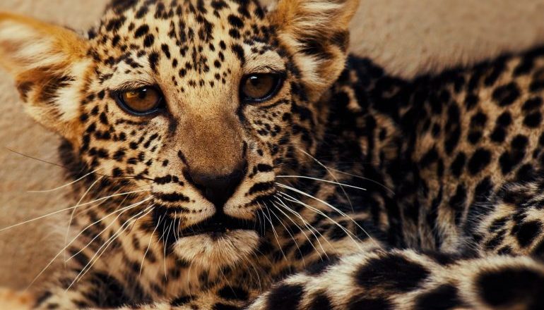 Arabia Saudita- La Royal Commission for AlUla annuncia la nascita di un cucciolo di leopardo arabo