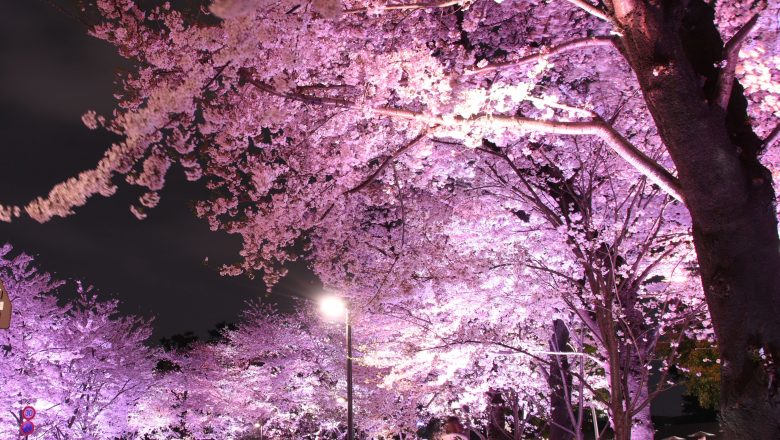 Tokyo- La fioritura anticipata dei ciliegi