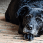 #adottaunnonno- Regalate una nuova vita a un cane adulto che è in canile