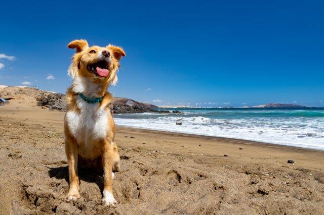 Viaggi pet-friendly per la Giornata Mondiale del Cane