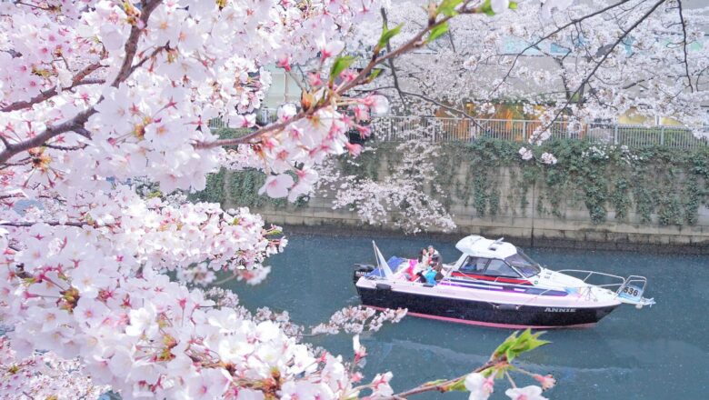 Tokyo- Fiori rosa, fiori di sakura